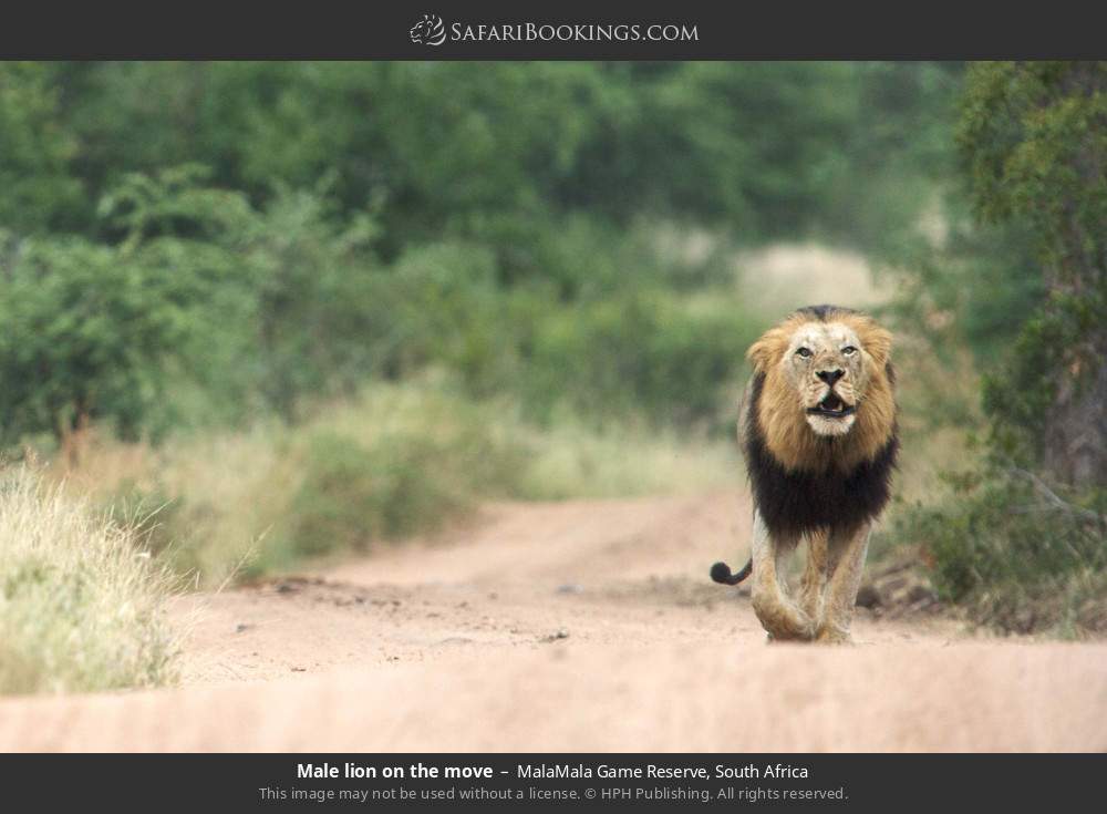 Male lion on the move in MalaMala Game Reserve, South Africa