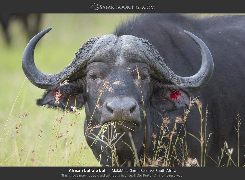 African buffalo bull in MalaMala Game Reserve, South Africa