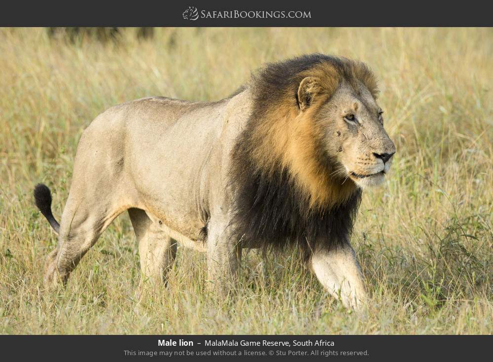Male lion in MalaMala Game Reserve, South Africa
