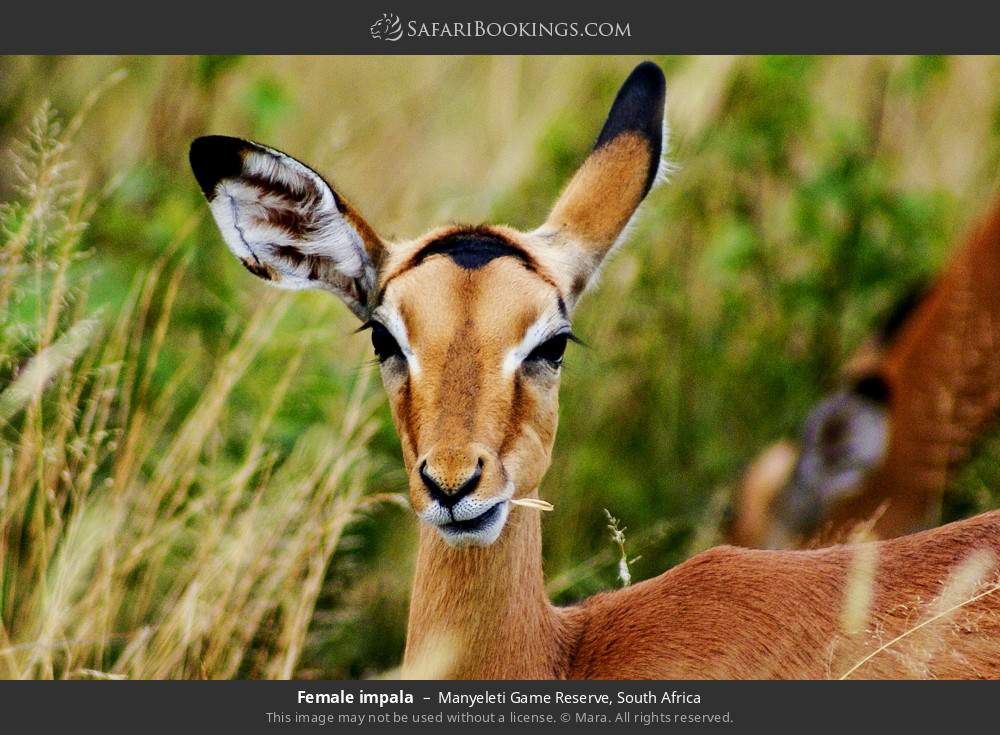 Female impala in Manyeleti Game Reserve, South Africa