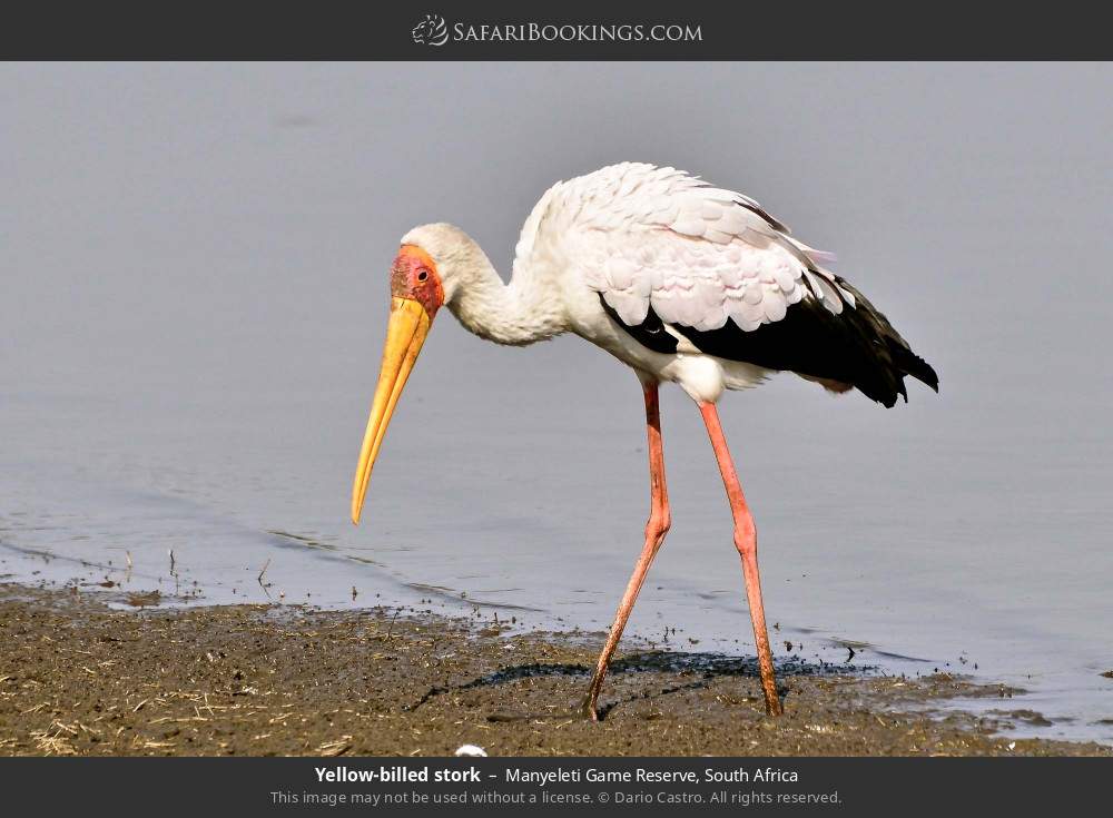 Yellow-billed stork in Manyeleti Game Reserve, South Africa