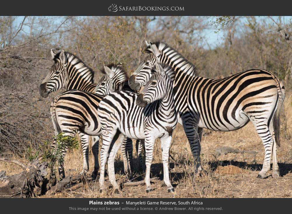 Plains zebras in Manyeleti Game Reserve, South Africa
