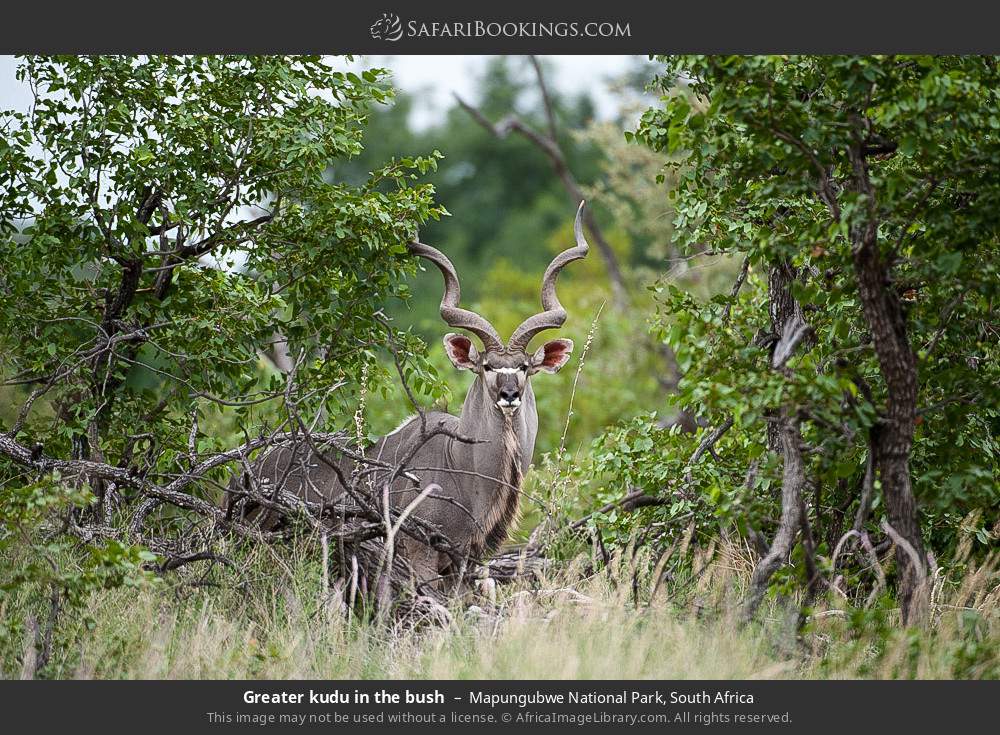 Greater kudu in the bush in Mapungubwe National Park, South Africa