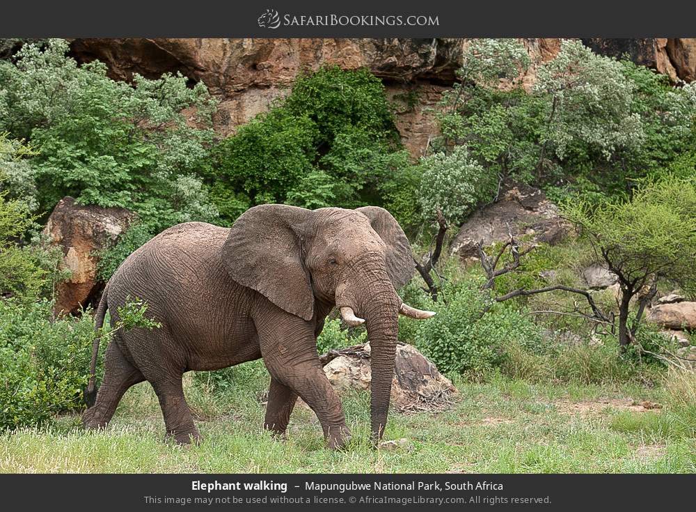 African elephant walking in Mapungubwe National Park, South Africa