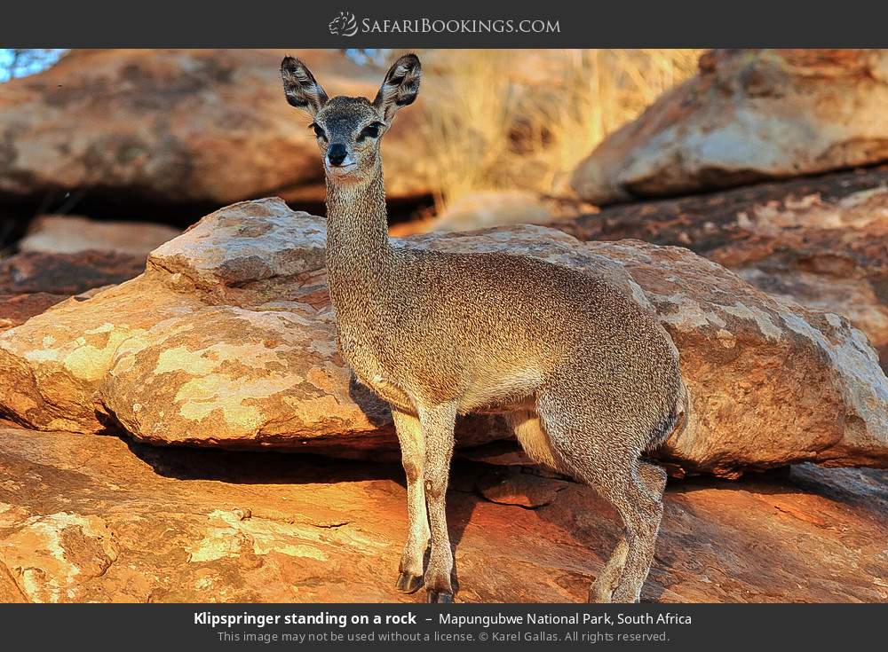 Klipspringer standing on a rock in Mapungubwe National Park, South Africa