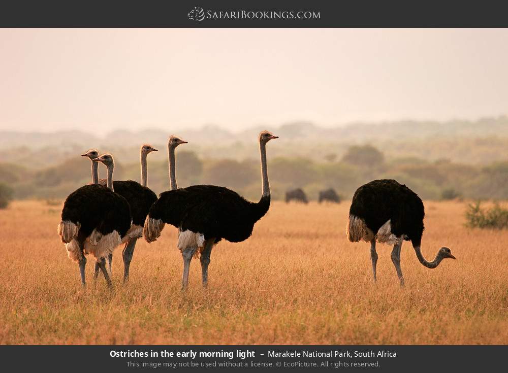 Ostriches in the early morning light in Marakele National Park, South Africa