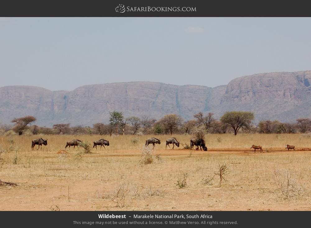 Wildebeest in Marakele National Park, South Africa