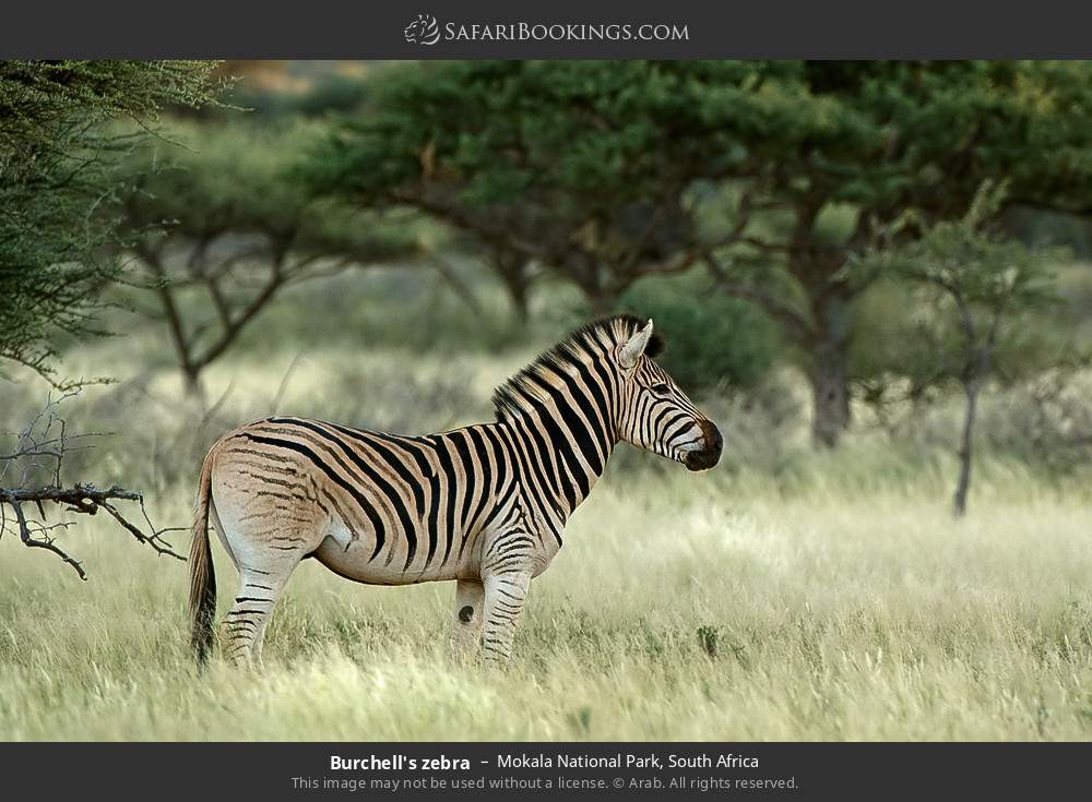 Plains zebra in Mokala National Park, South Africa