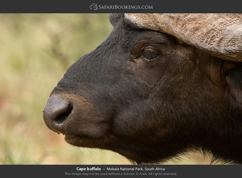 Cape buffalo in Mokala National Park, South Africa