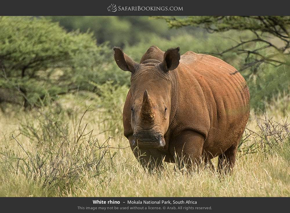 White rhino in Mokala National Park, South Africa