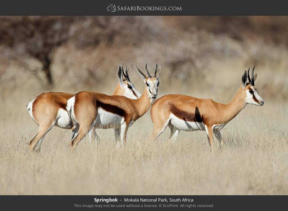 Springboks in Mokala National Park, South Africa