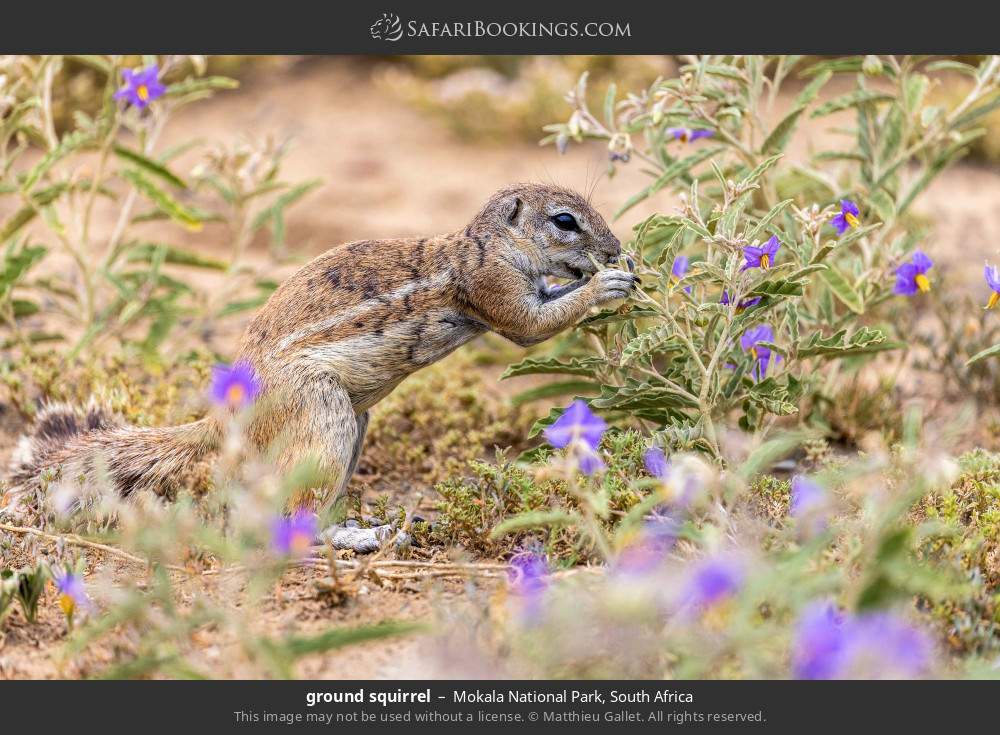 Ground squirrel in Mokala National Park, South Africa