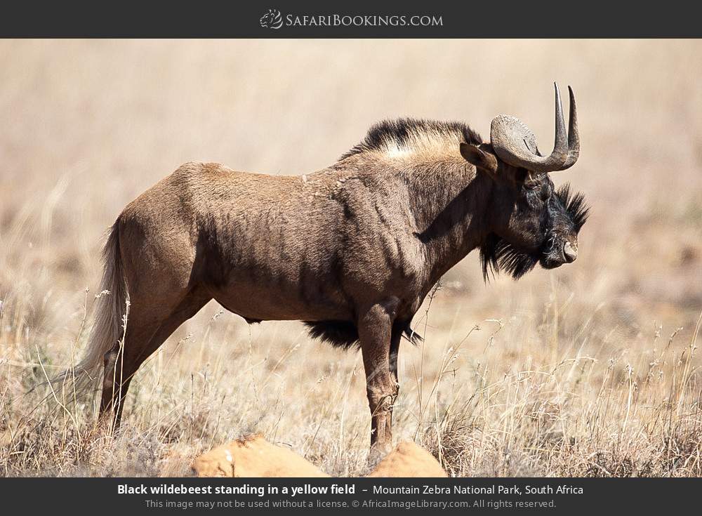 Black wildebeest in Mountain Zebra National Park, South Africa
