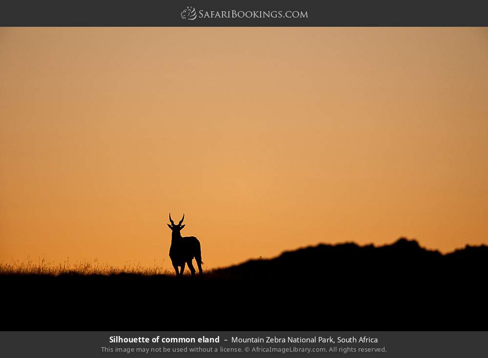 Silhouette of common eland in Mountain Zebra National Park, South Africa
