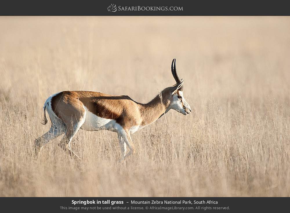 Springbok in tall grass in Mountain Zebra National Park, South Africa