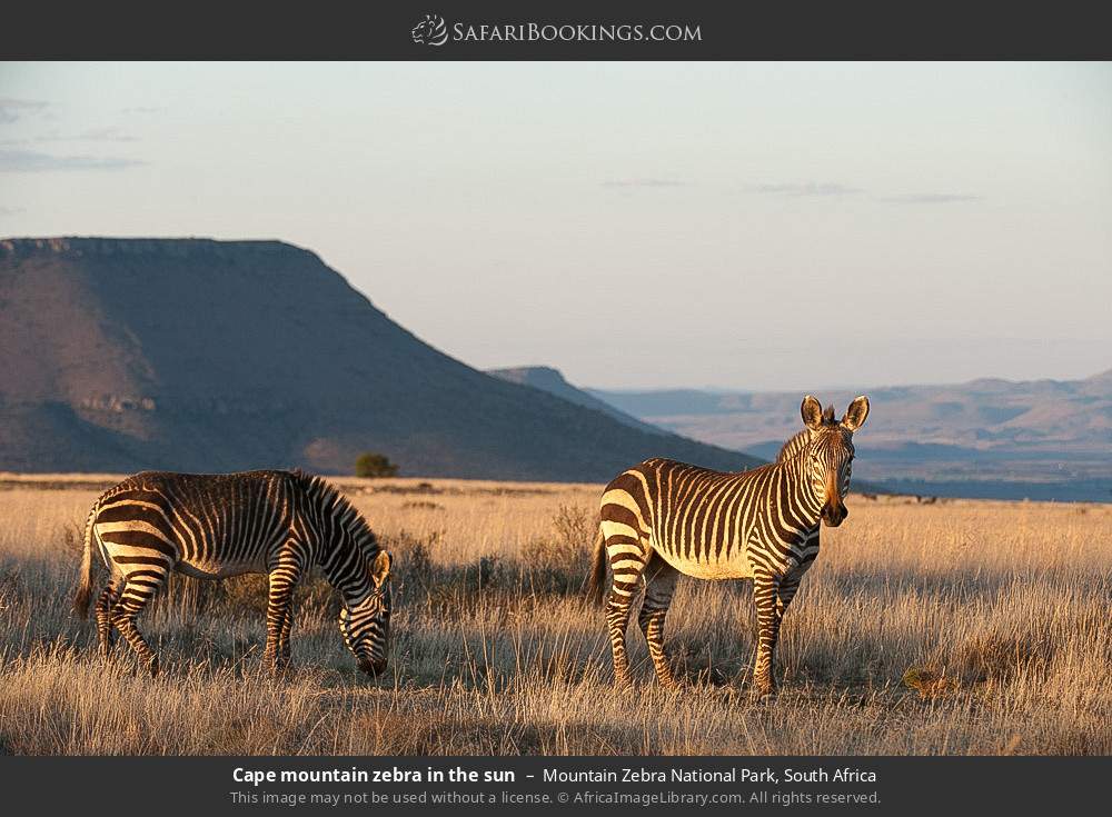 Cape mountain zebras in the sun in Mountain Zebra National Park, South Africa