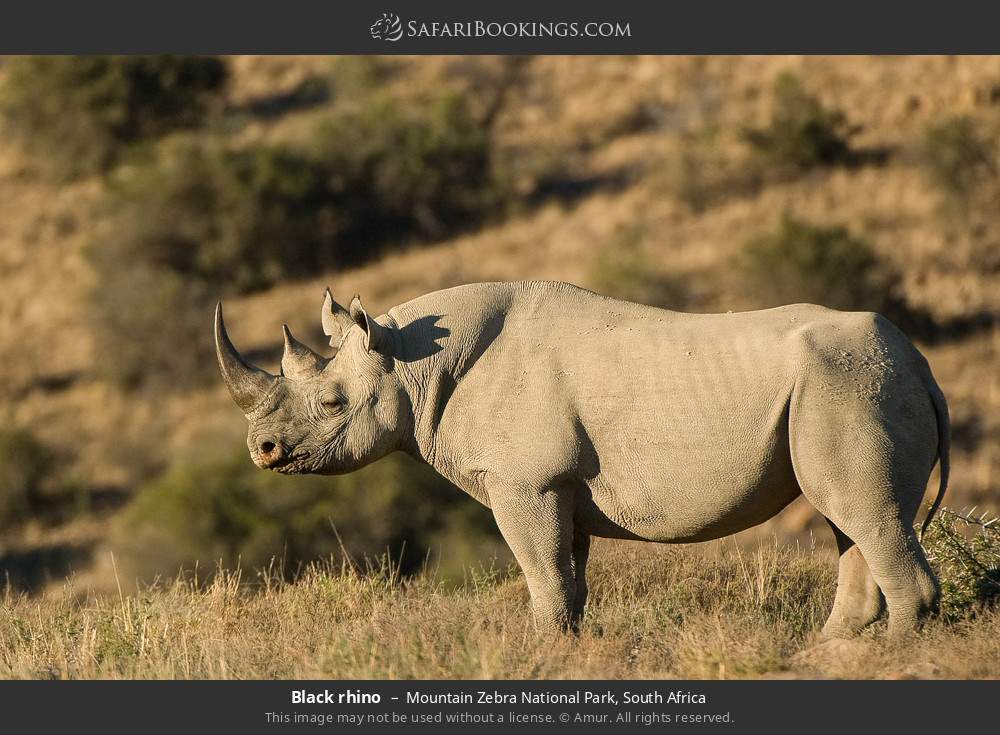 Black rhino in Mountain Zebra National Park, South Africa