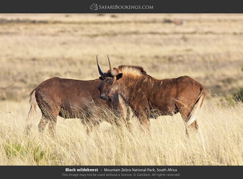 Black wildebeest standing in long grass in Mountain Zebra National Park, South Africa