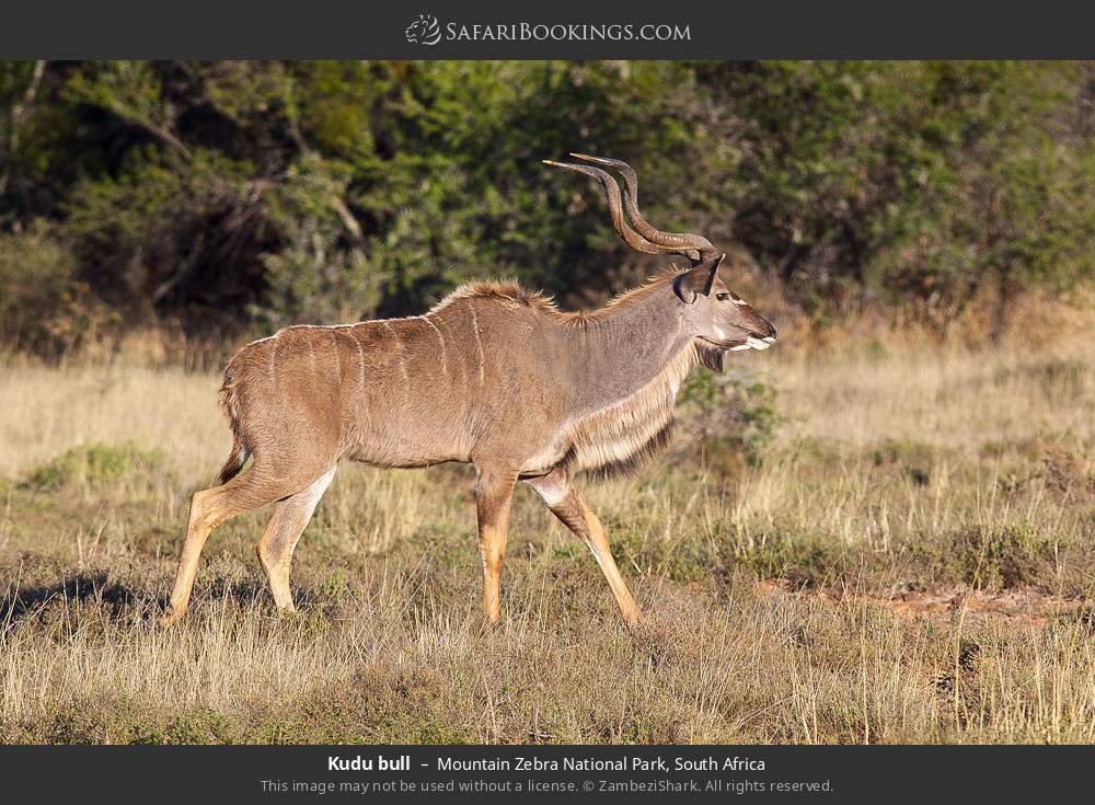 Kudu bull in Mountain Zebra National Park, South Africa