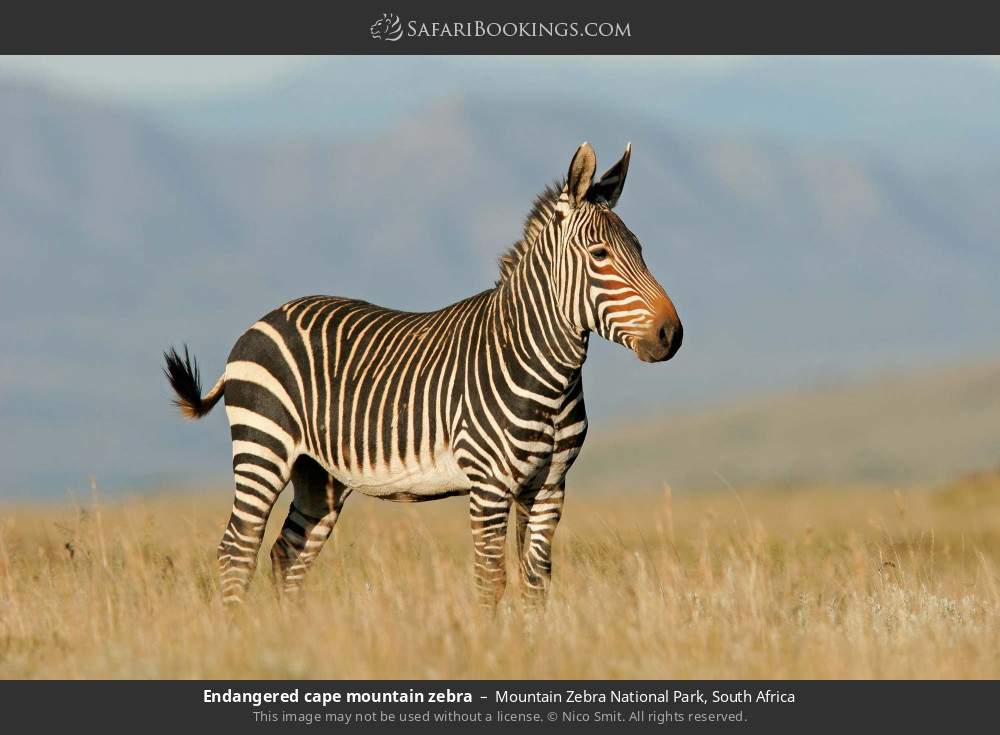 Endangered Cape mountain zebra in Mountain Zebra National Park, South Africa