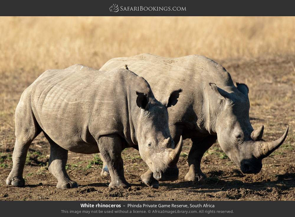White rhinos in Phinda Private Game Reserve, South Africa
