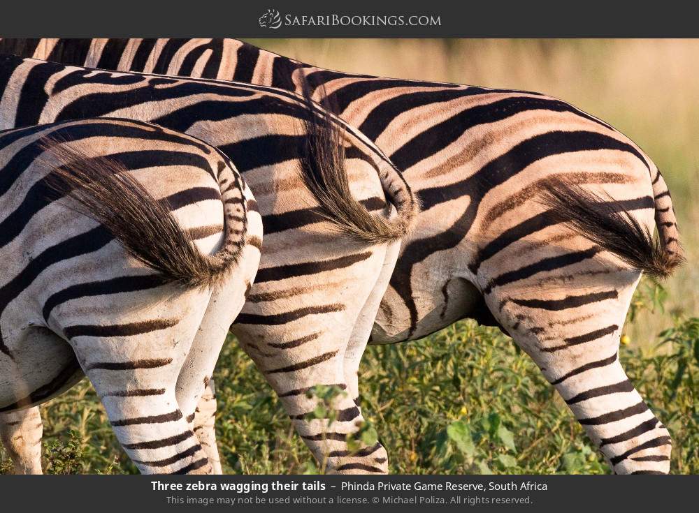 Three zebras wagging their tails in Phinda Private Game Reserve, South Africa