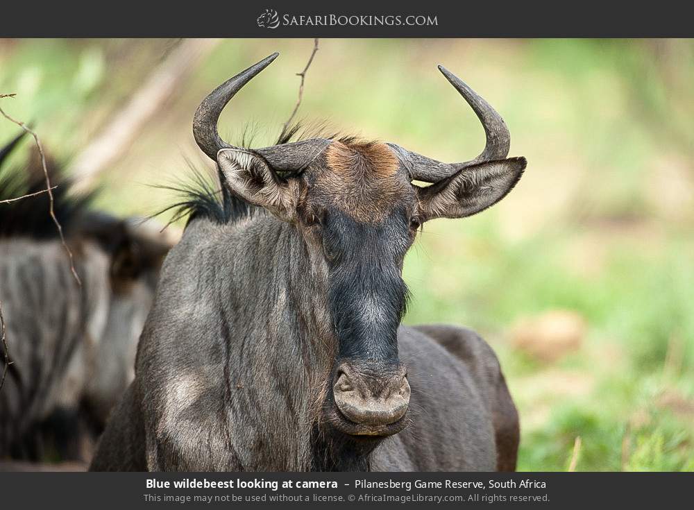 Blue wildebeest looking at camera in Pilanesberg Game Reserve, South Africa