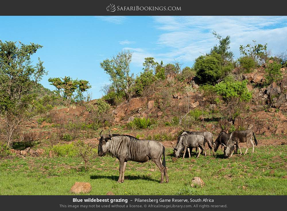 Blue wildebeest grazing in Pilanesberg Game Reserve, South Africa