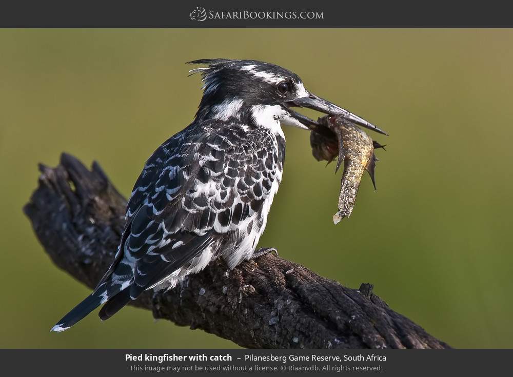 Pied kingfisher with catch in Pilanesberg Game Reserve, South Africa