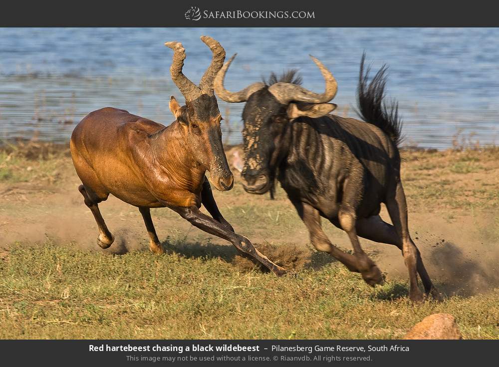Red hartebeest chasing a black wildebeest in Pilanesberg Game Reserve, South Africa