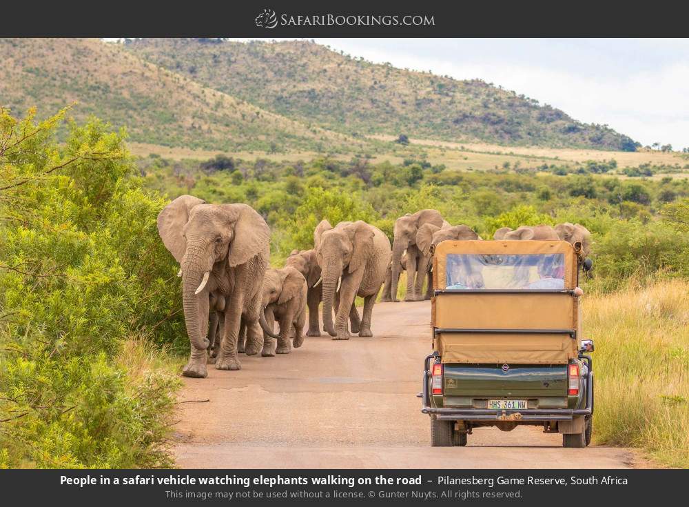 Safari-goers watching elephants walking on the road in Pilanesberg Game Reserve, South Africa