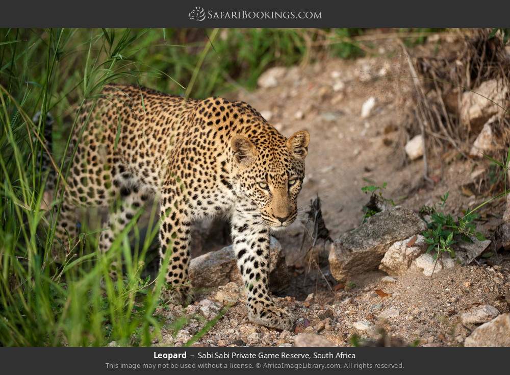 Leopard in Sabi Sabi Private Game Reserve, South Africa