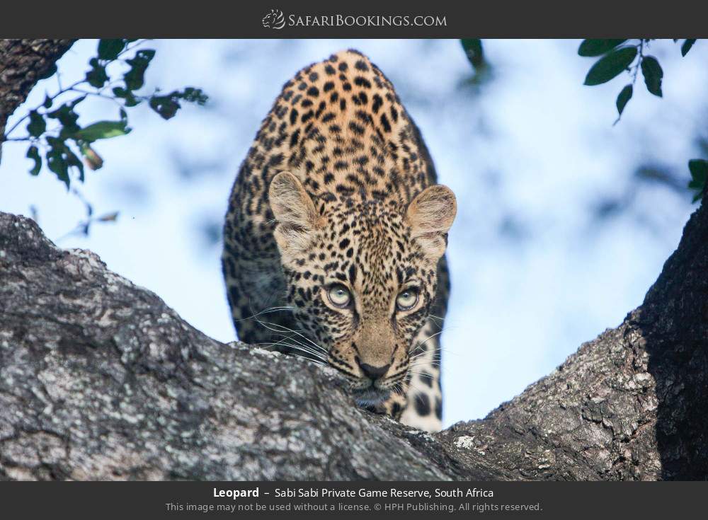 Leopard in Sabi Sabi Private Game Reserve, South Africa