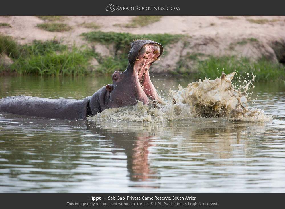 Hippo in Sabi Sabi Private Game Reserve, South Africa