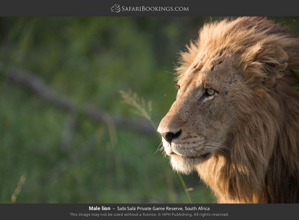 Male lion in Sabi Sabi Private Game Reserve, South Africa
