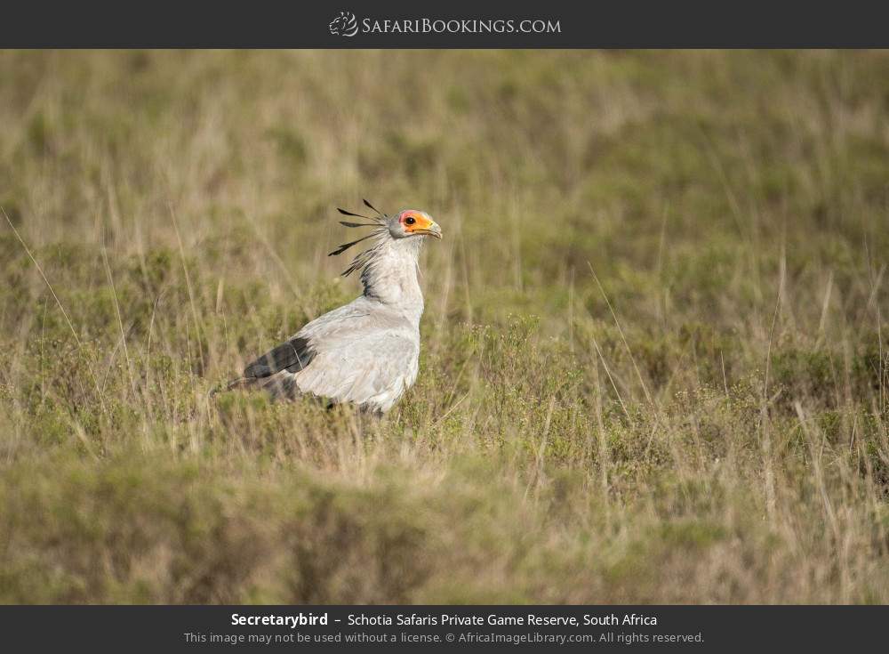 Secretary bird in Schotia Safaris Private Game Reserve, South Africa
