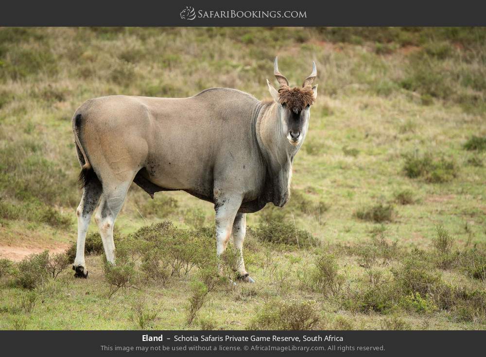 Eland in Schotia Safaris Private Game Reserve, South Africa