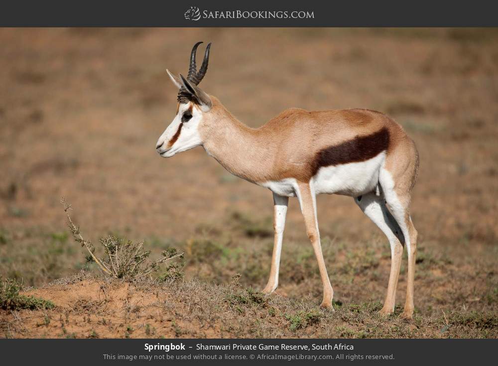 Springbok in Shamwari Private Game Reserve, South Africa