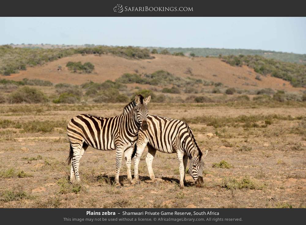 Plains zebras in Shamwari Private Game Reserve, South Africa