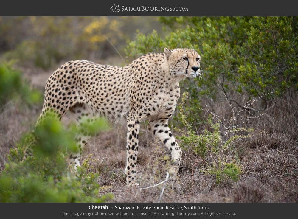 Cheetah in Shamwari Private Game Reserve, South Africa