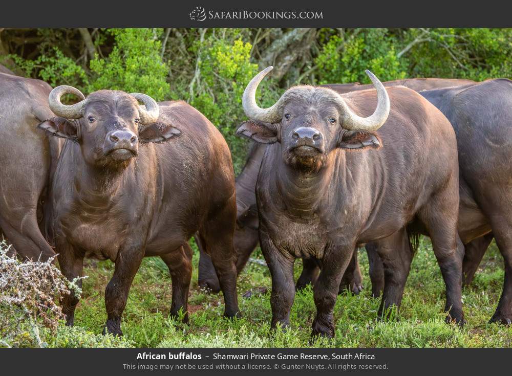 African buffalo in Shamwari Private Game Reserve, South Africa