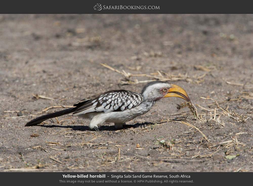 Southern yellow-billed hornbill in Singita Sabi Sand Game Reserve, South Africa