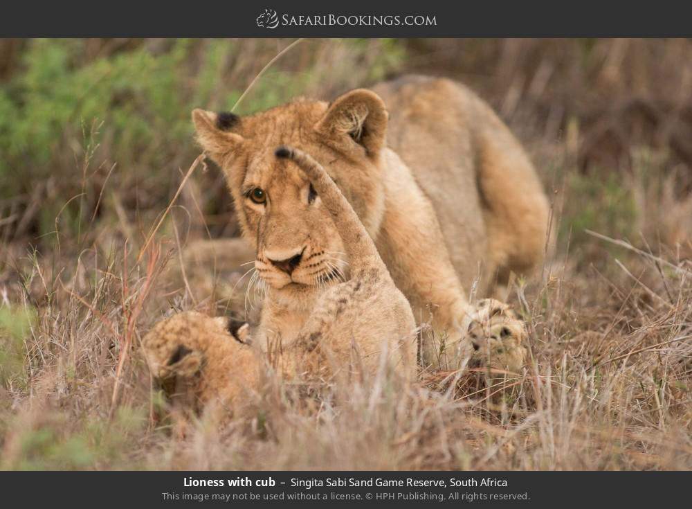 Lioness with cub in Singita Sabi Sand Game Reserve, South Africa