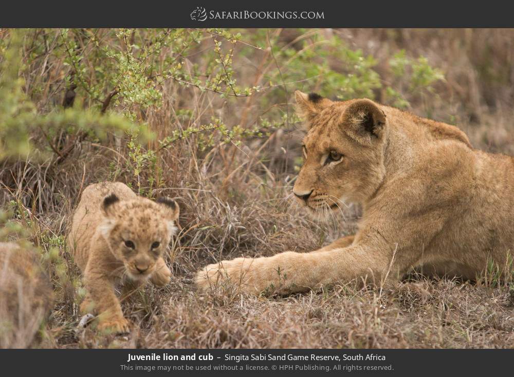 Juvenile lion and cub in Singita Sabi Sand Game Reserve, South Africa