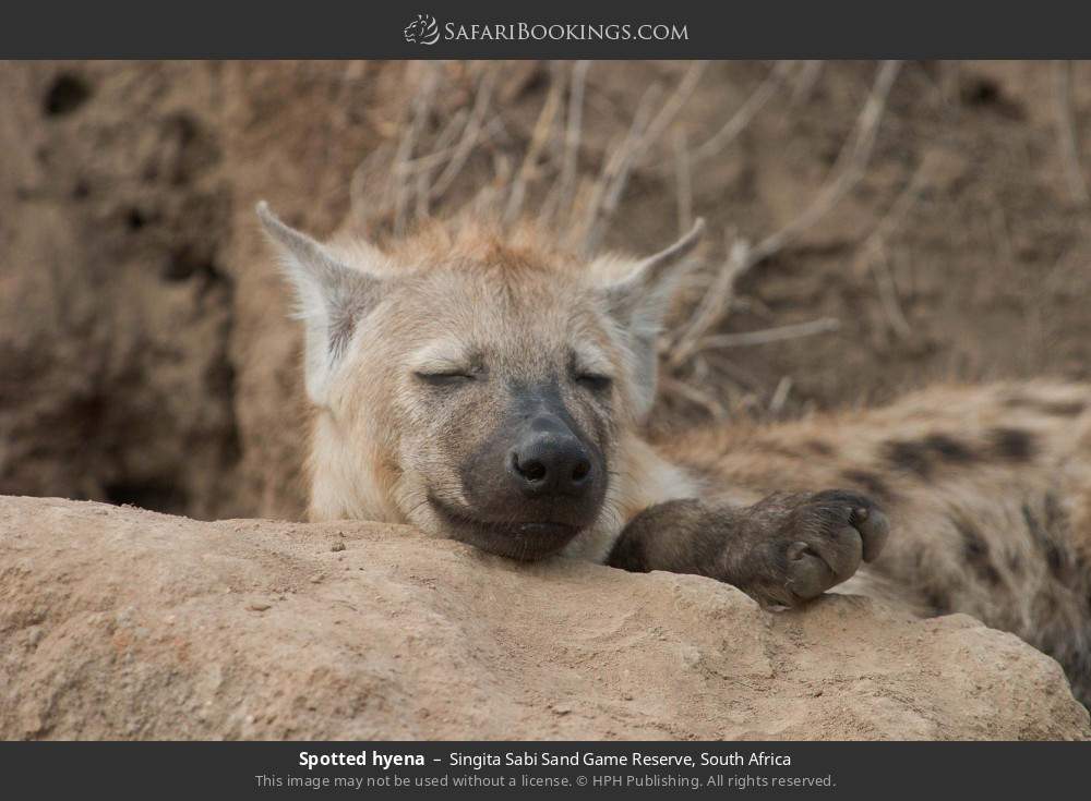 Spotted hyena in Singita Sabi Sand Game Reserve, South Africa
