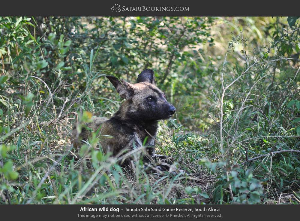 African wild dog in Singita Sabi Sand Game Reserve, South Africa