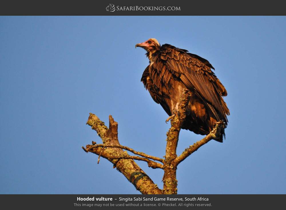 Hooded vulture in Singita Sabi Sand Game Reserve, South Africa