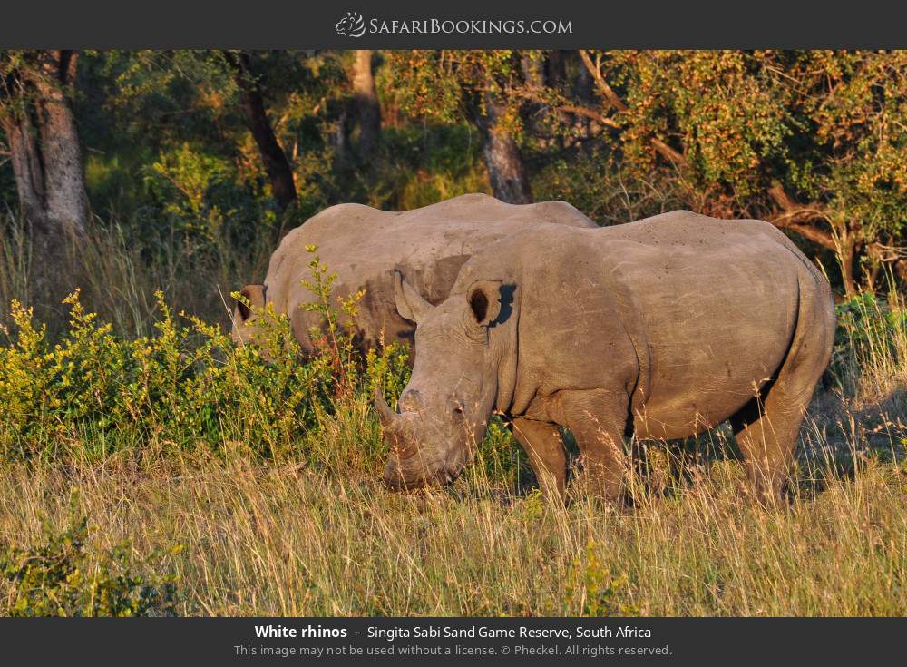 White rhinos in Singita Sabi Sand Game Reserve, South Africa