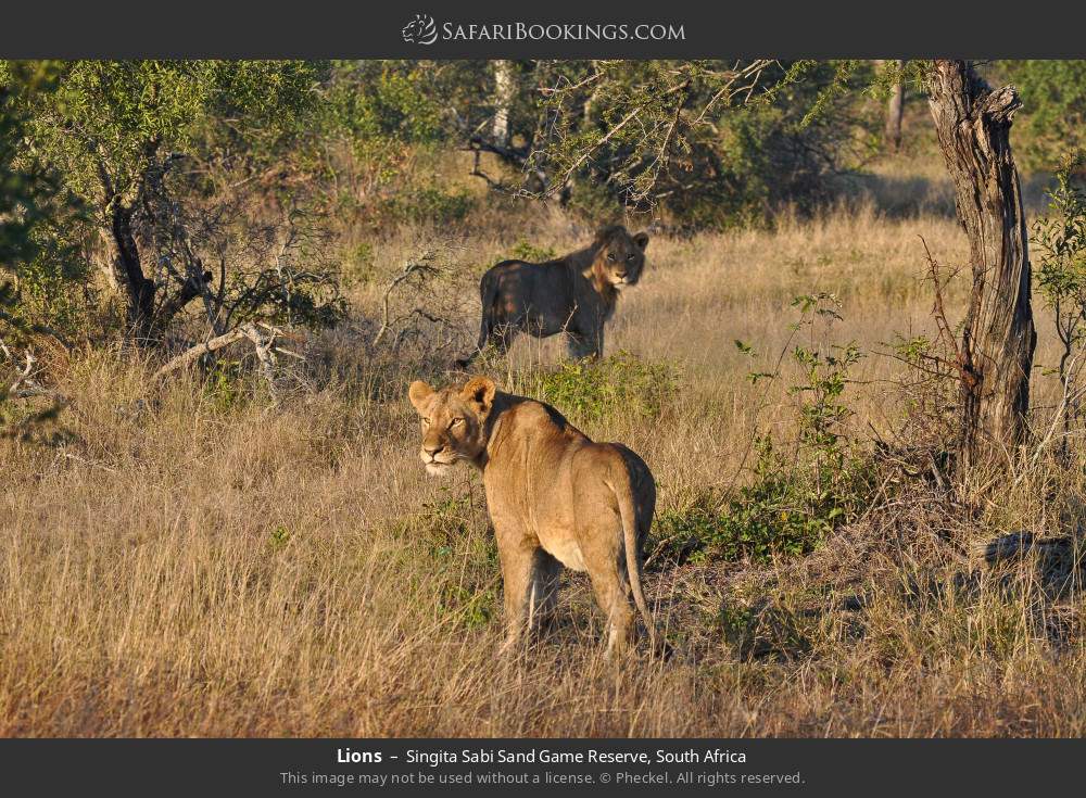 Lions in Singita Sabi Sand Game Reserve, South Africa