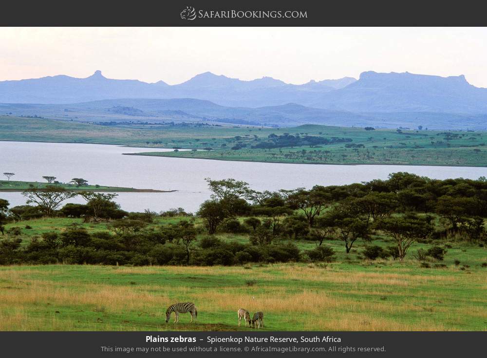 Plains zebras in Spioenkop Nature Reserve, South Africa